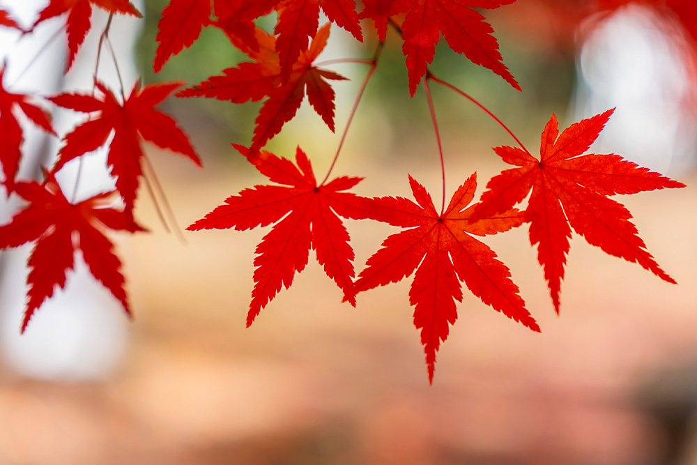紅葉狩り